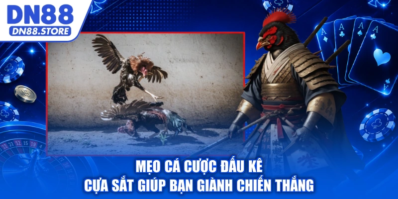 Mẹo cá cược đấu kê cựa sắt giúp bạn giành chiến thắng