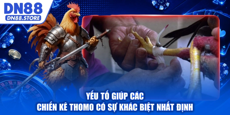 Yếu tố giúp các chiến kê Thomo có sự khác biệt nhất định